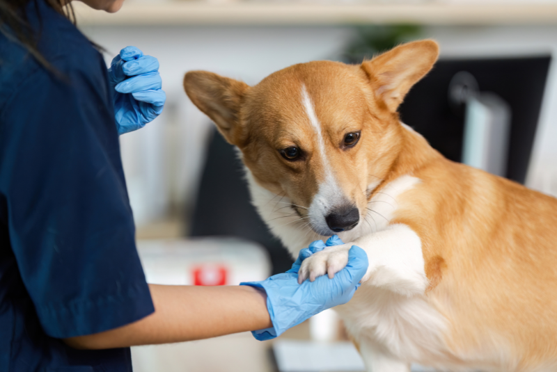 Designing Your Veterinary Practice email secondary image