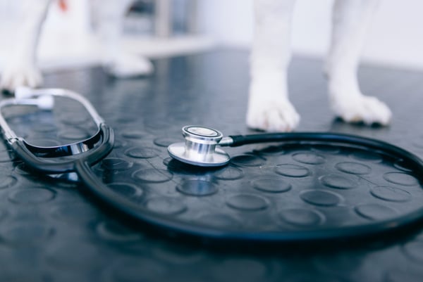 How Much Does a Veterinary Practice Fitout Cost?