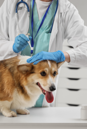 5 Tips When Designing Your Veterinary Practice-1
