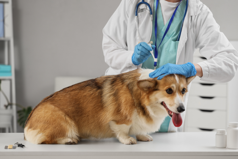 5 Tips When Designing Your Veterinary Practice