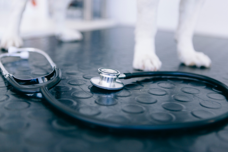 How Much Does a Veterinary Practice Fitout Cost?